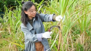 そうだ！奄美大島でサトウキビ刈り&れんと工場見学をしよう！！