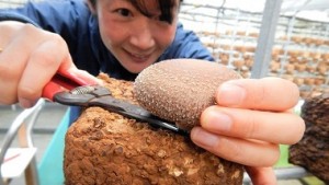そうだ！奄美大島で宇検育ちの菌床栽培生しいたけ！収穫体験をしよう！！