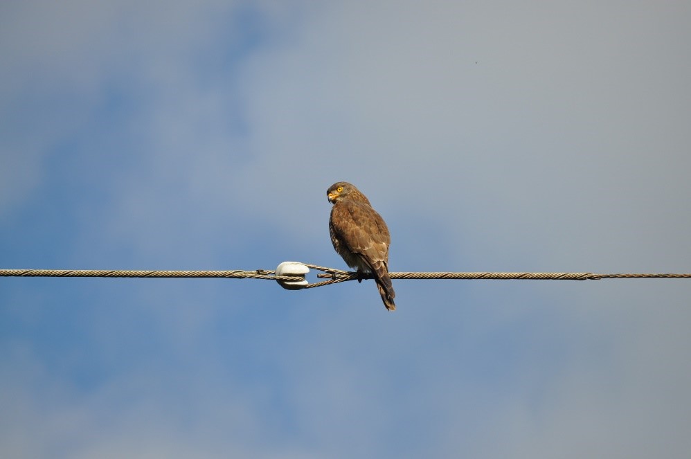 奄美群島で越冬する代表的な冬鳥のサシバ