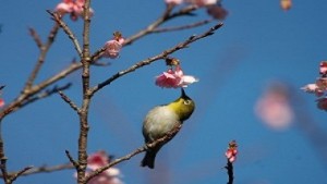Nature Wonder-Island Vol.4 ｜　The Diverse Birds that Only Exist on Amami!
