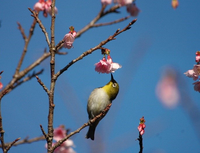奄美大島のヒカンザクラの花の蜜を吸うメジロ