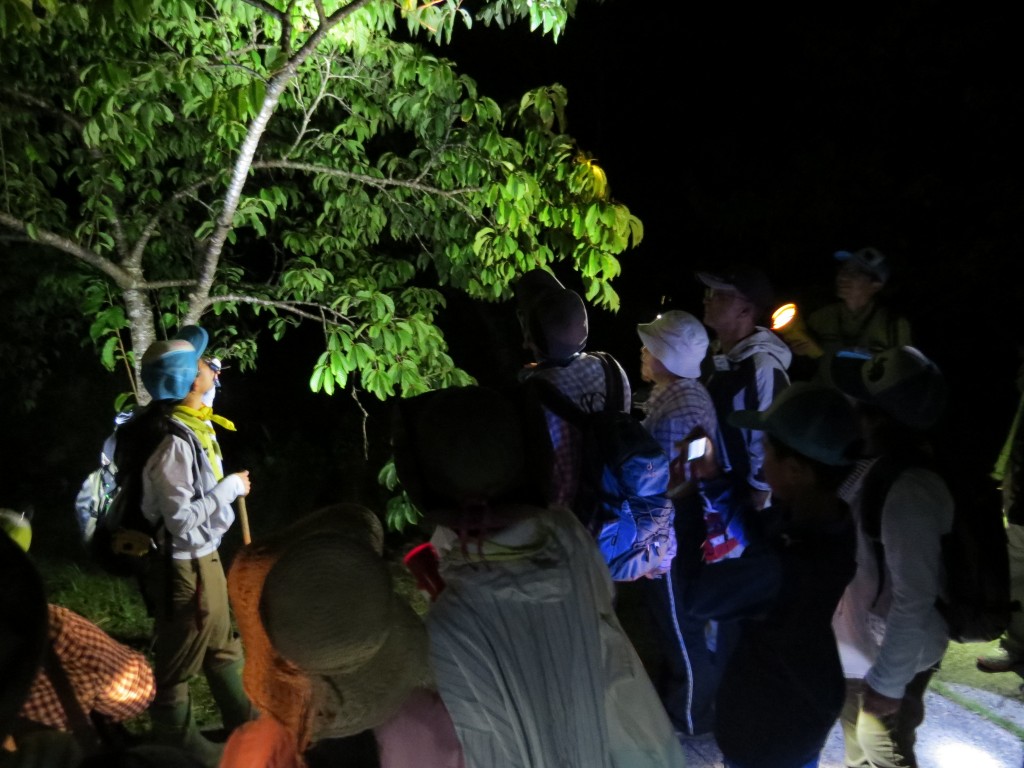 奄美の夜の森で自然観察する人々