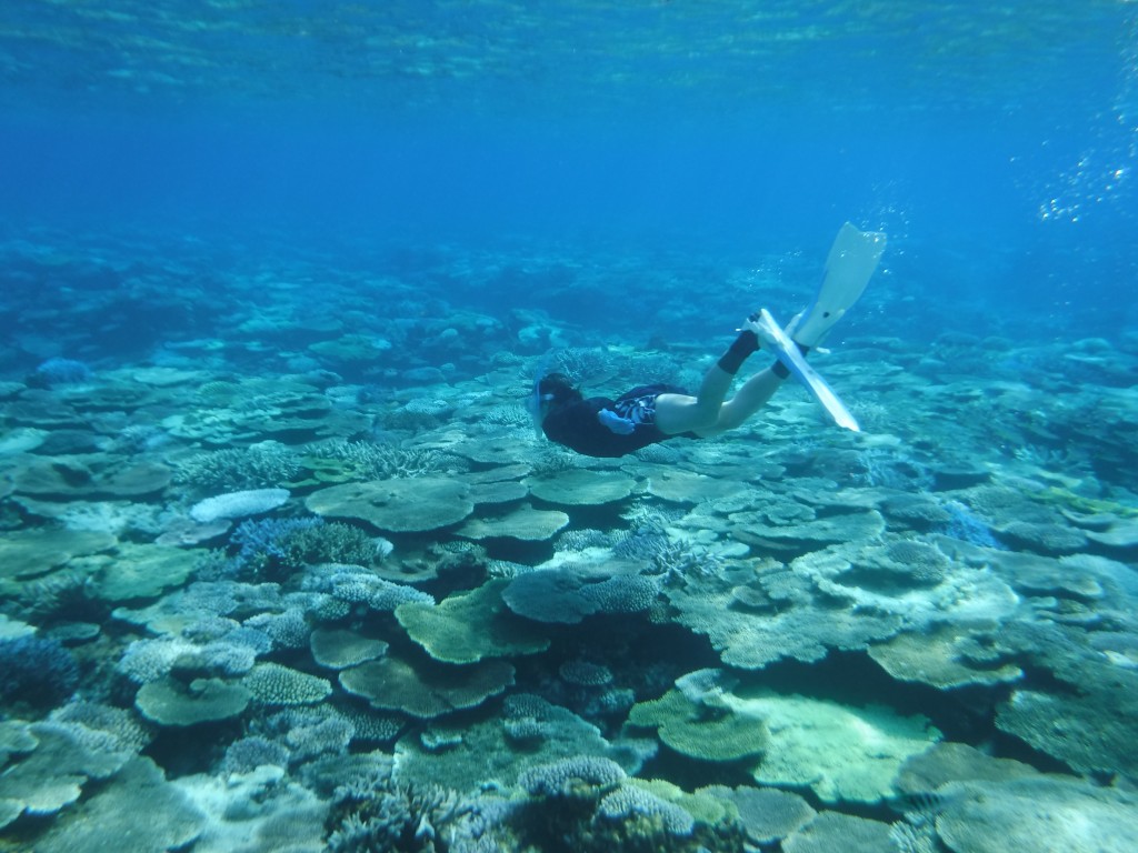 シュノーケリングで見られるサンゴ礁