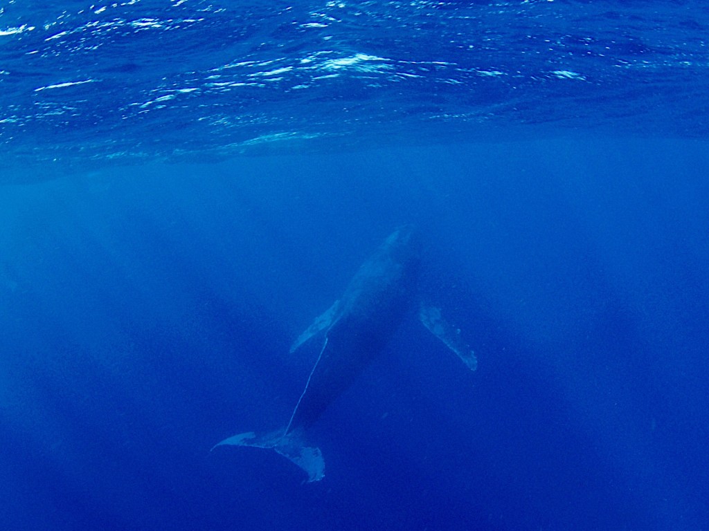 奄美大島近海を泳ぐクジラ
