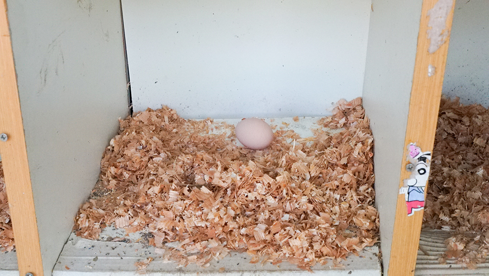 奄美大島の節子（せっこ）集落にあるロビンソンファームで飼育しているにわとりの卵