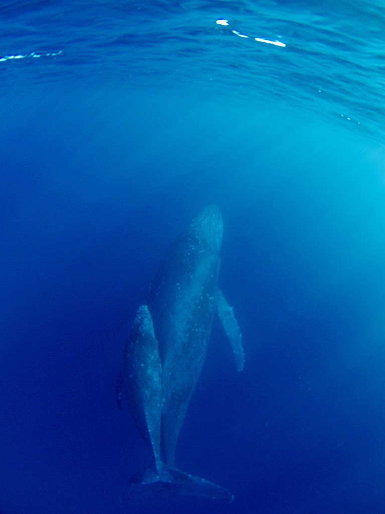 奄美大島近海を泳ぐクジラの親子