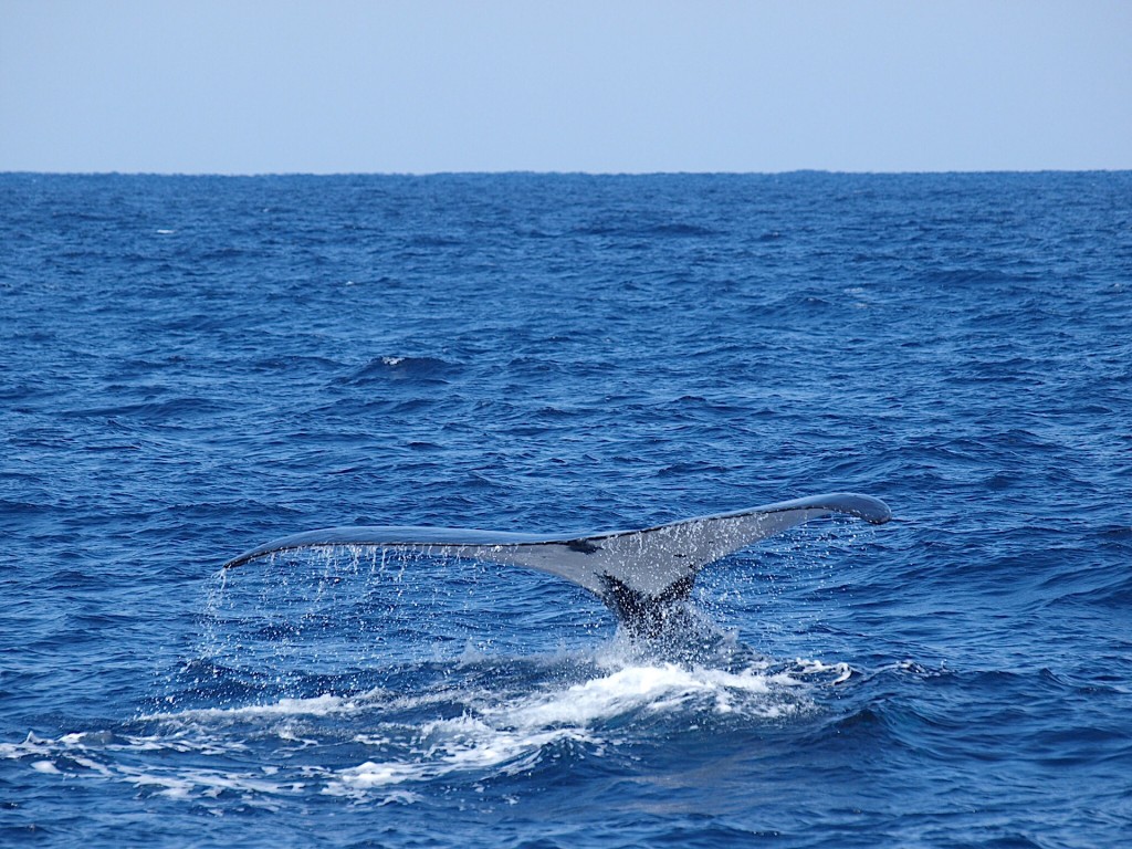 奄美大島近海を泳ぐクジラの尾びれ