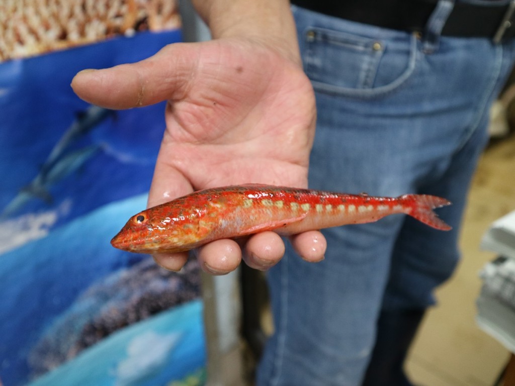 奄美で採れた赤い魚