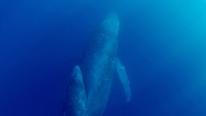 【HOW TO 奄美水中写真；vol.1】クジラと泳げる奄美の海を本当に楽しむ方法は？