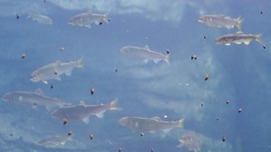 奄美大島でしか見られないって本当？！リュウキュウアユの生態に迫る