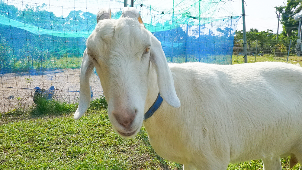 奄美大島の節子（せっこ）集落にあるロビンソンファームで飼育しているヤギ