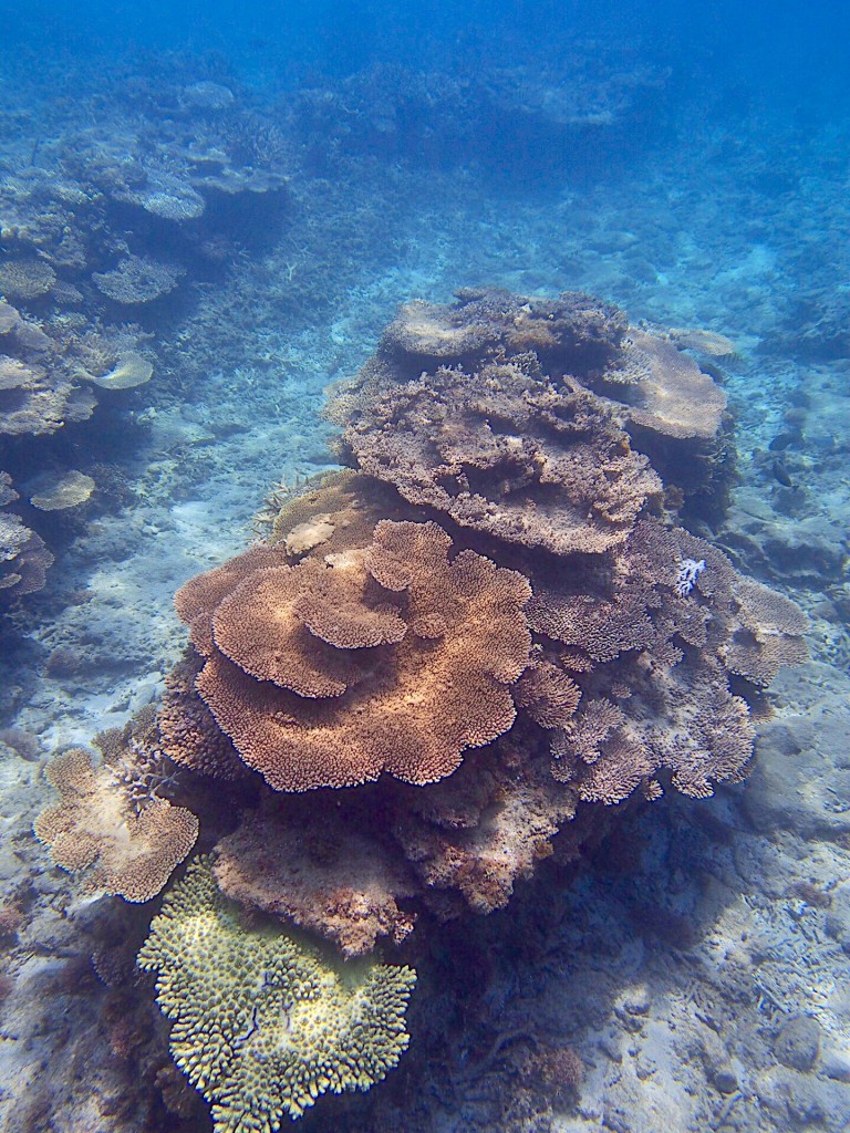 奄美の珊瑚礁