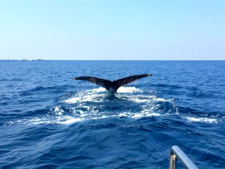 晴れた日のホエールウォッチングで見られたクジラ