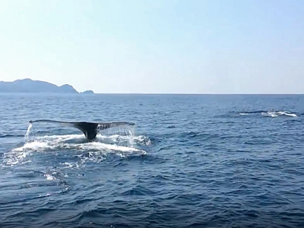 海面から飛び出すクジラの尻尾