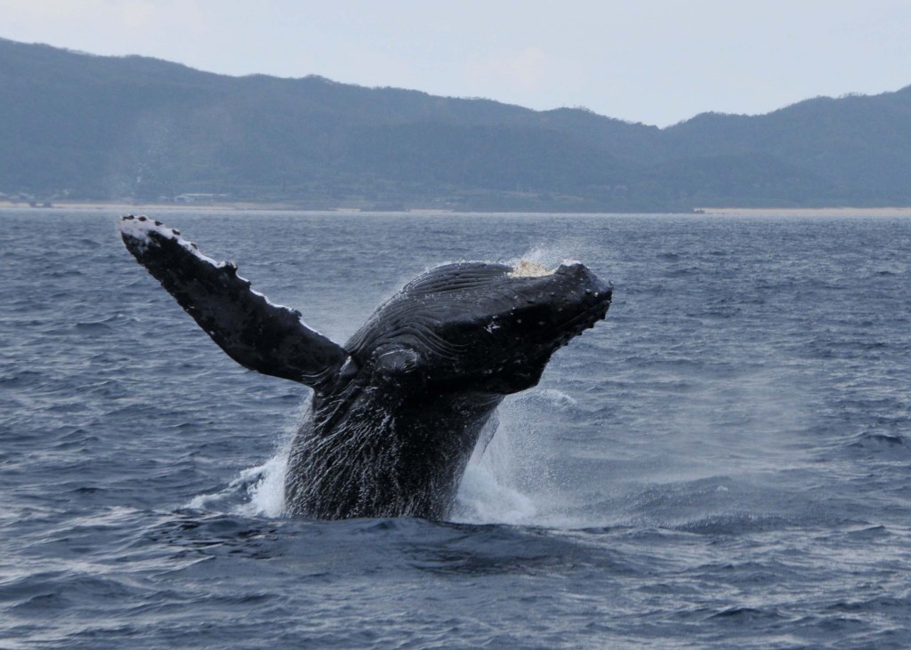 迫力あるブリーチングをするクジラ
