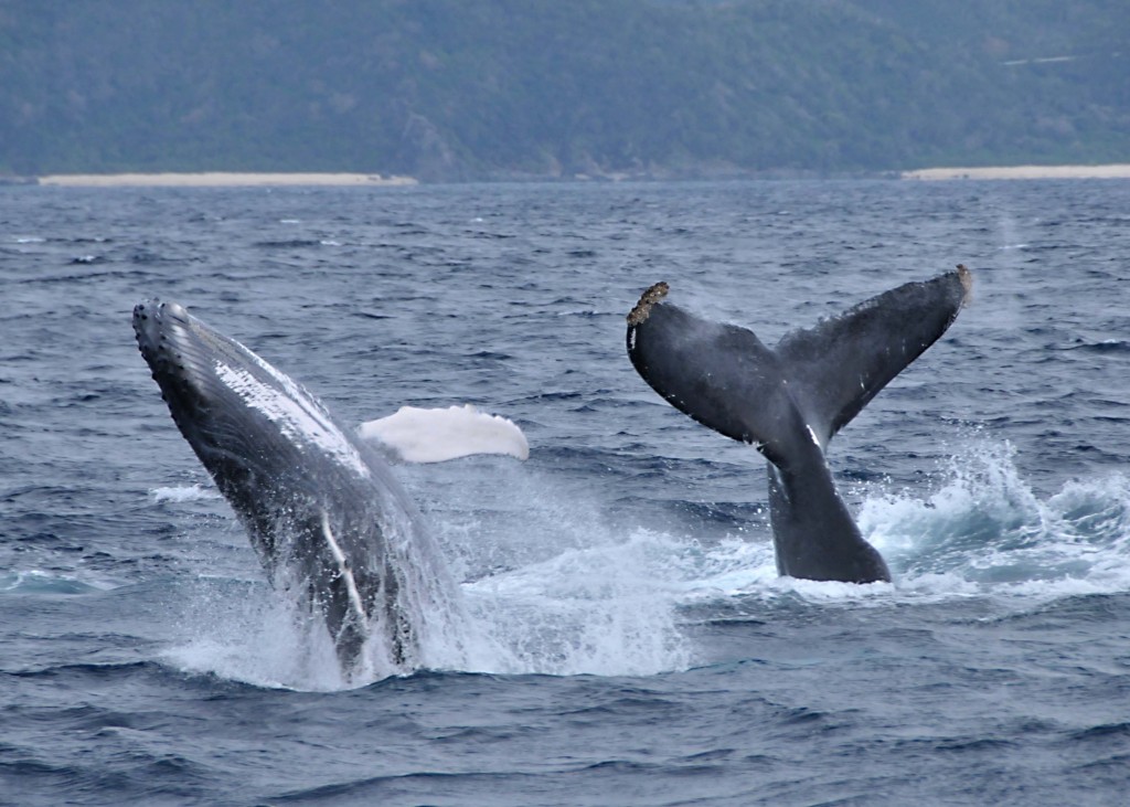 海面から飛び出す２匹のクジラ