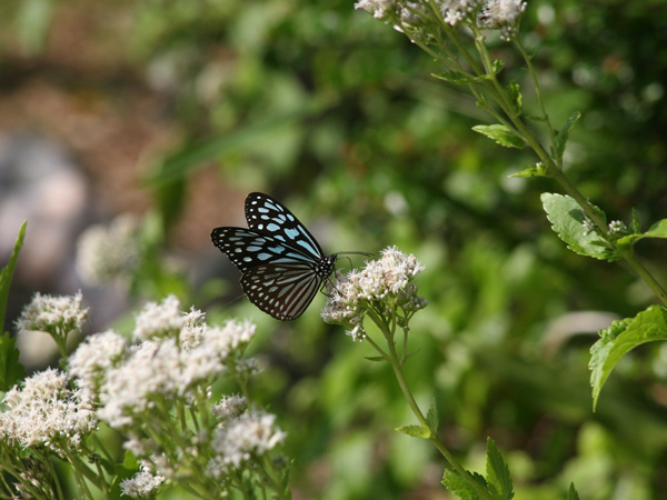 リュウキュウアサギマダラの写真