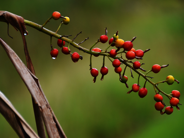 アオノクマタケランの写真