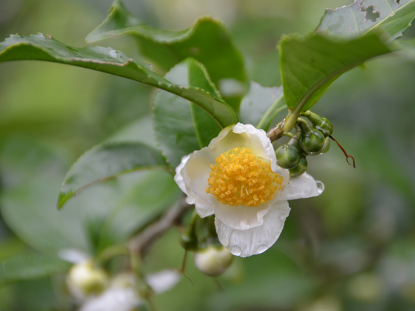 お茶の花の写真