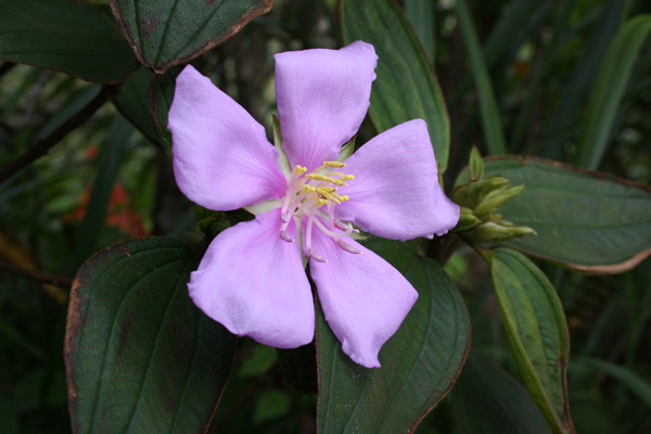 ノボタンの写真