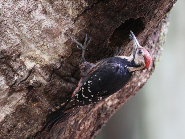 オーストンオオアカゲラ(オス)の写真