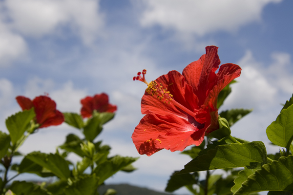ハイビスカスの写真