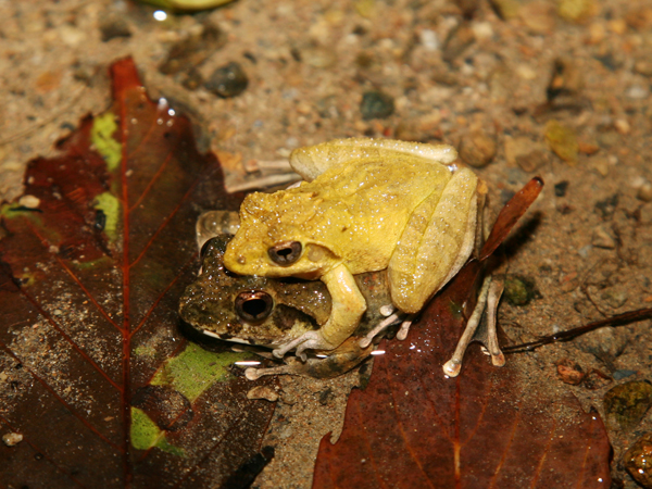 リュウキュウカジカガエルの写真