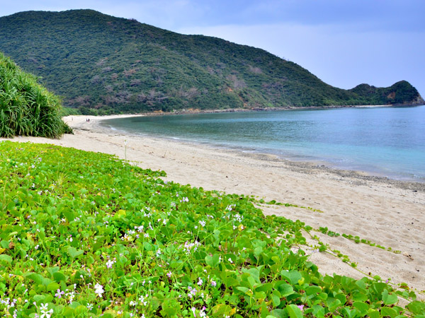 ヤドリ浜の写真