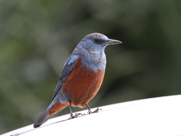 イソヒヨドリ(オス)の写真