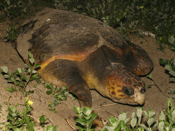 赤ウミガメの産卵の写真