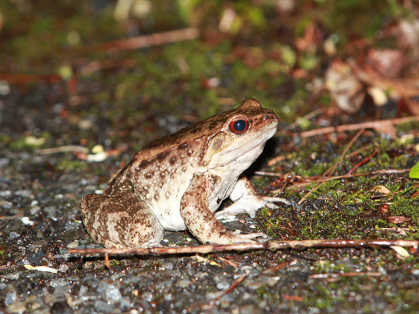 オットンガエルの写真