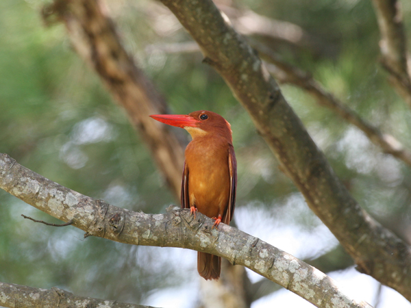リュウキュウアカショウビンの写真