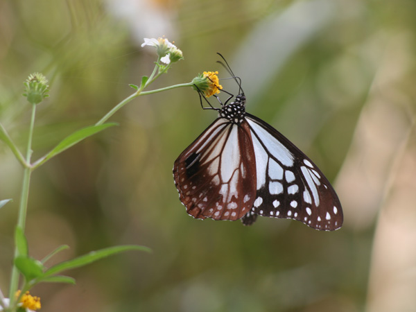 アサギマダラの写真