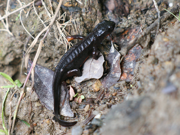 アマミシリケンイモリの写真