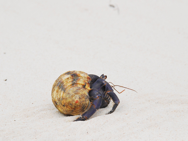 ムラサキオカヤドカリの写真