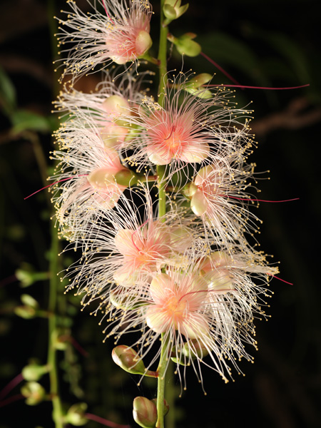 サガリバナの写真