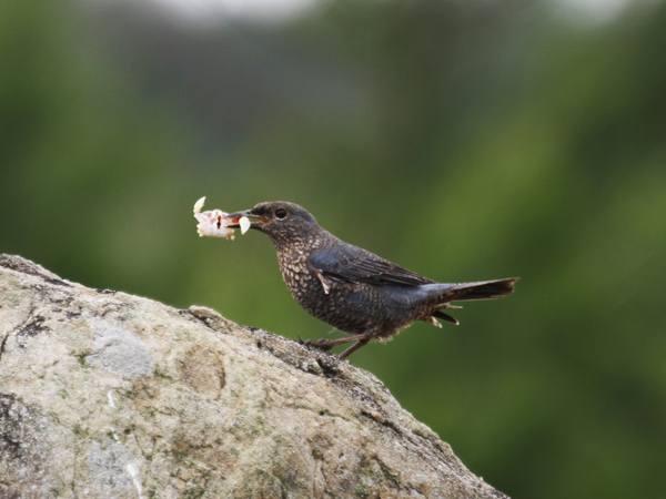 イソヒヨドリ(メス)の写真