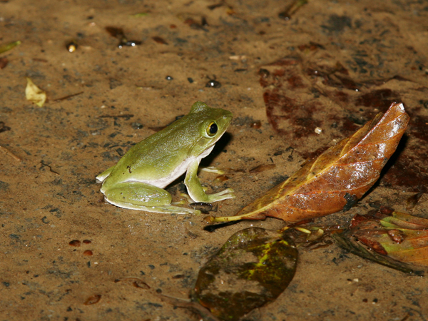 アマミアオガエルの写真