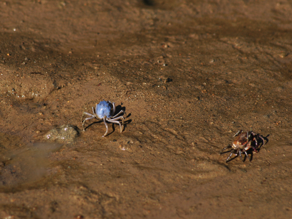 ミナミコメツキガニの写真