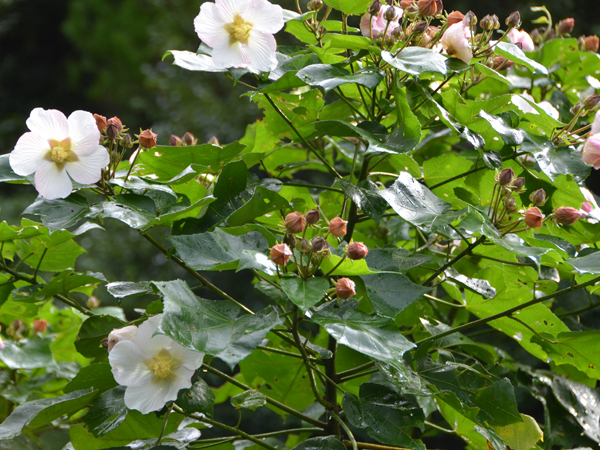 サキシマフヨウの写真