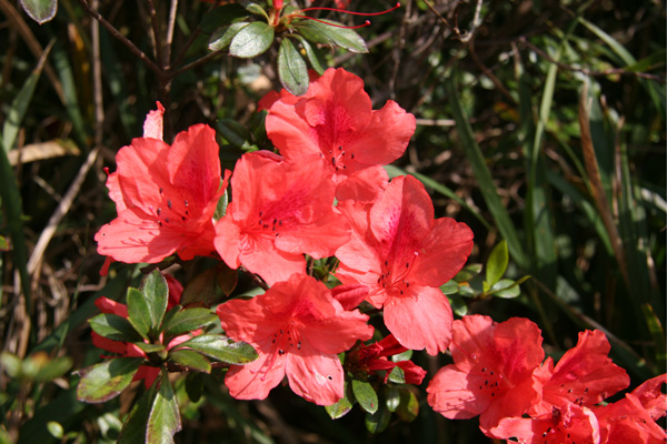 タイワンヤマツツジ群落の写真