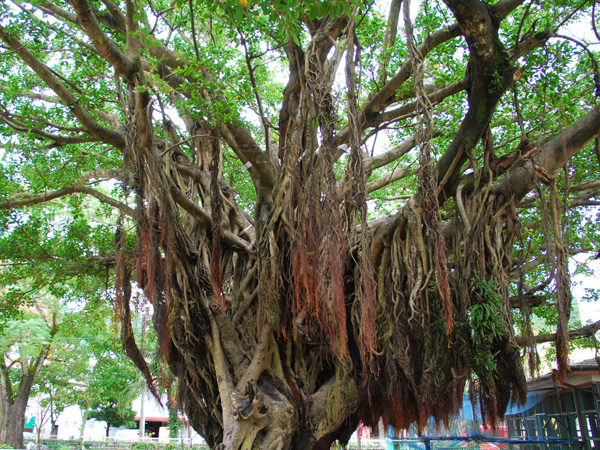 ガジュマルの写真