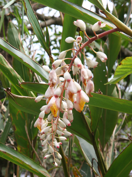 ゲットウ　（サネンバナ）の写真